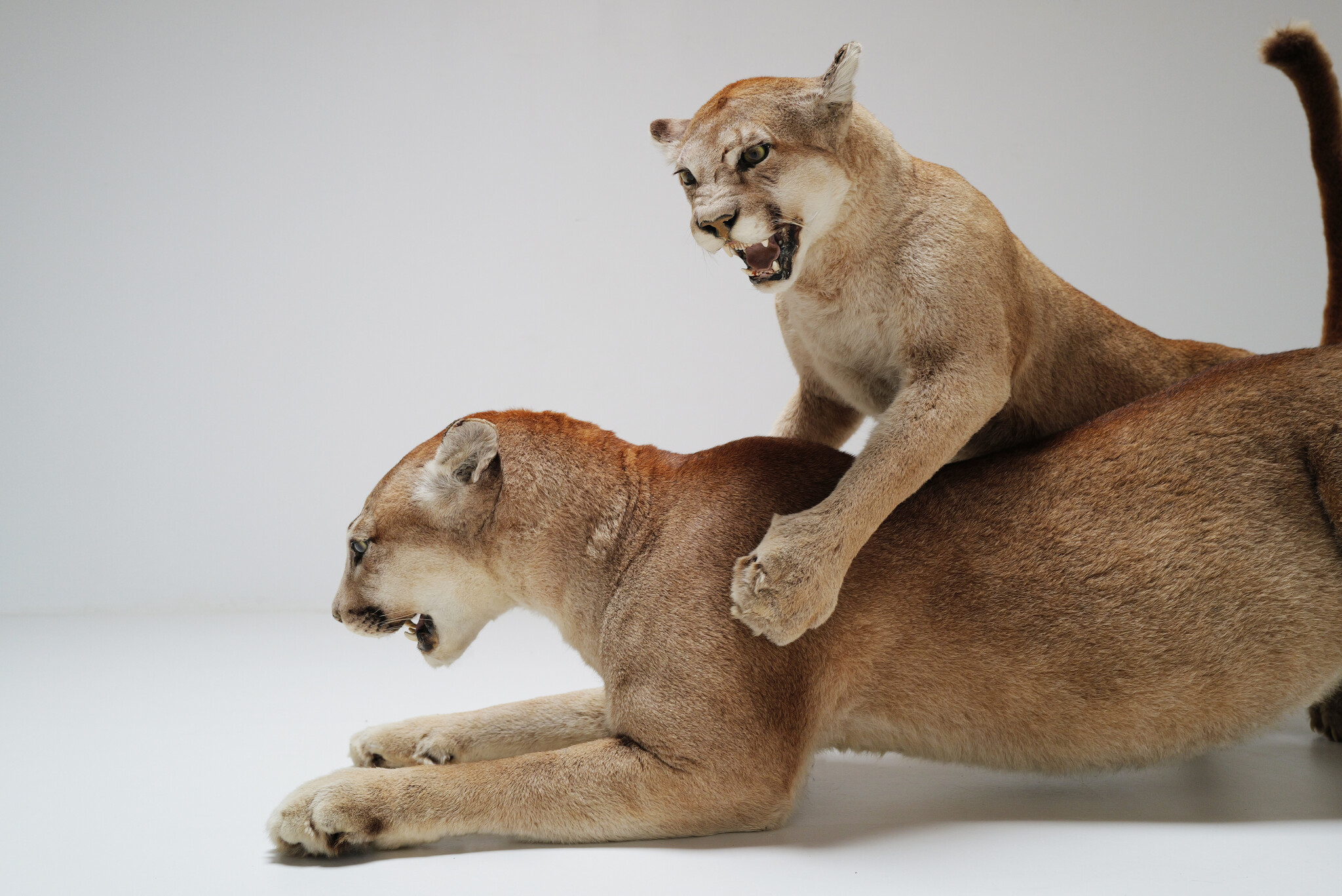 Set van 2 taxidermie poema’s uit Circus van Antwerpen
