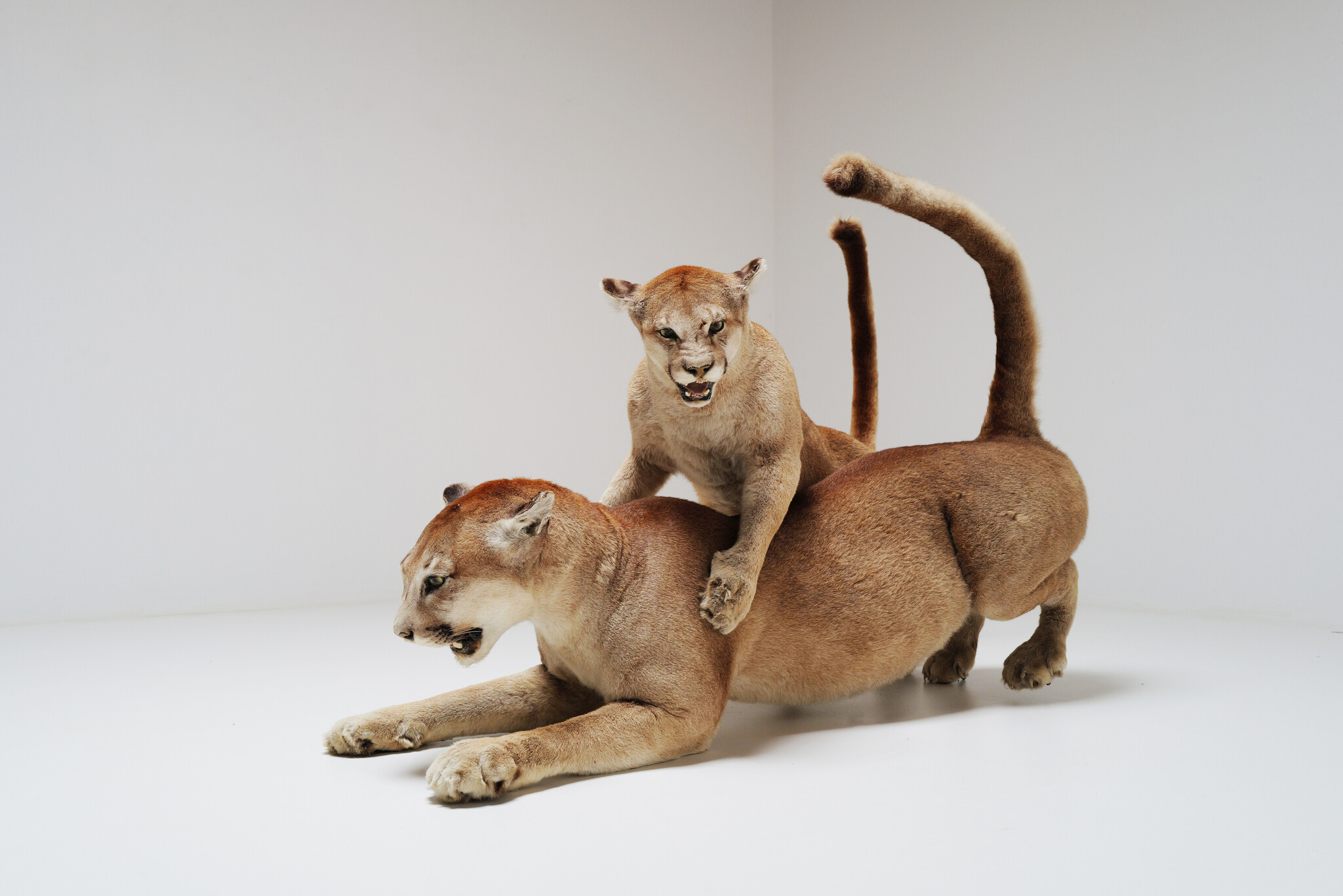 Set van 2 taxidermie poema’s uit Circus van Antwerpen