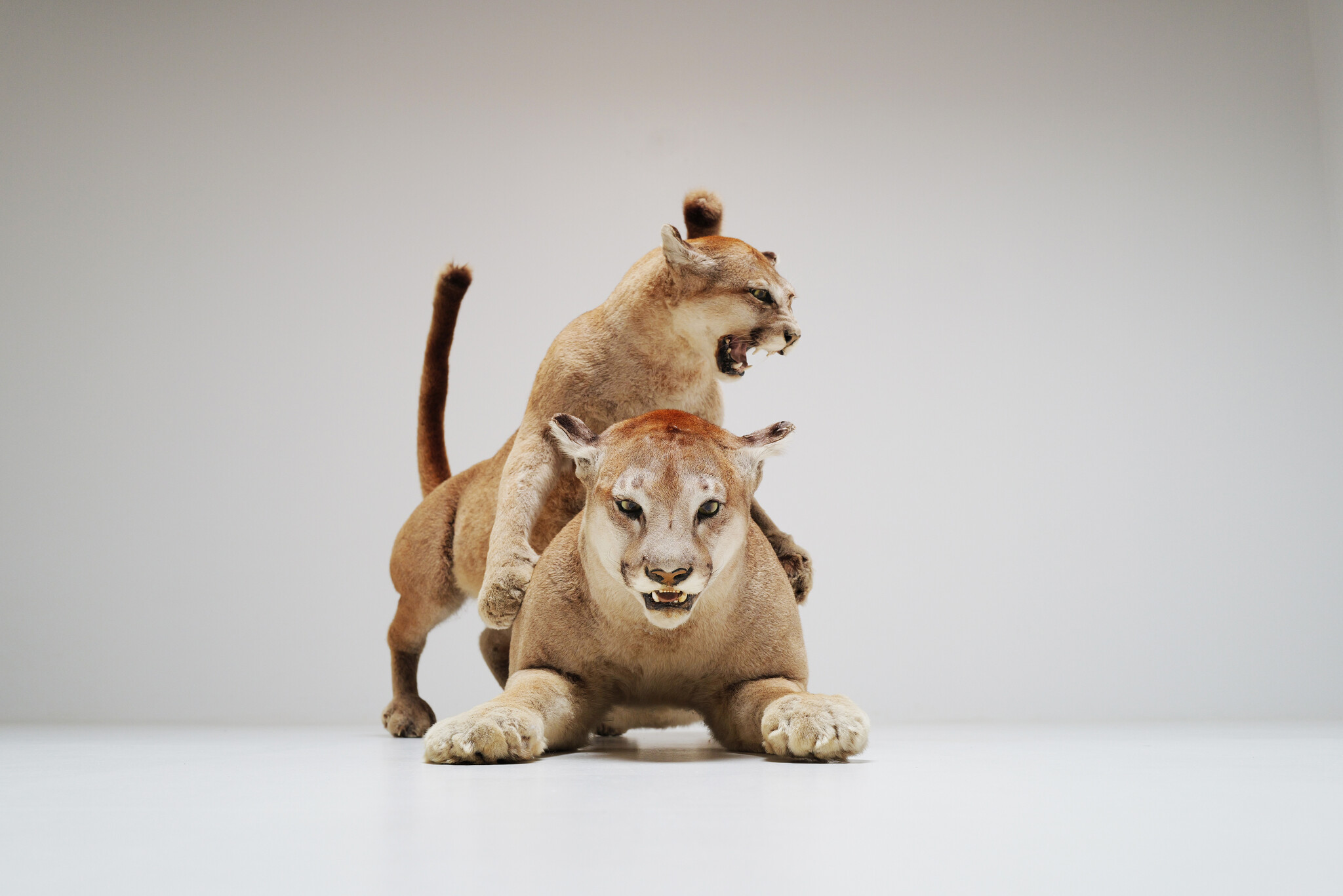 Set van 2 taxidermie poema’s uit Circus van Antwerpen