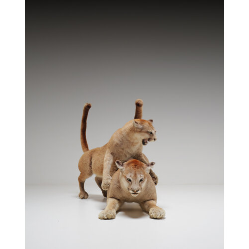 Taxidermie poema’s