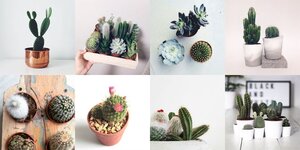 Cactusjes in je interieur