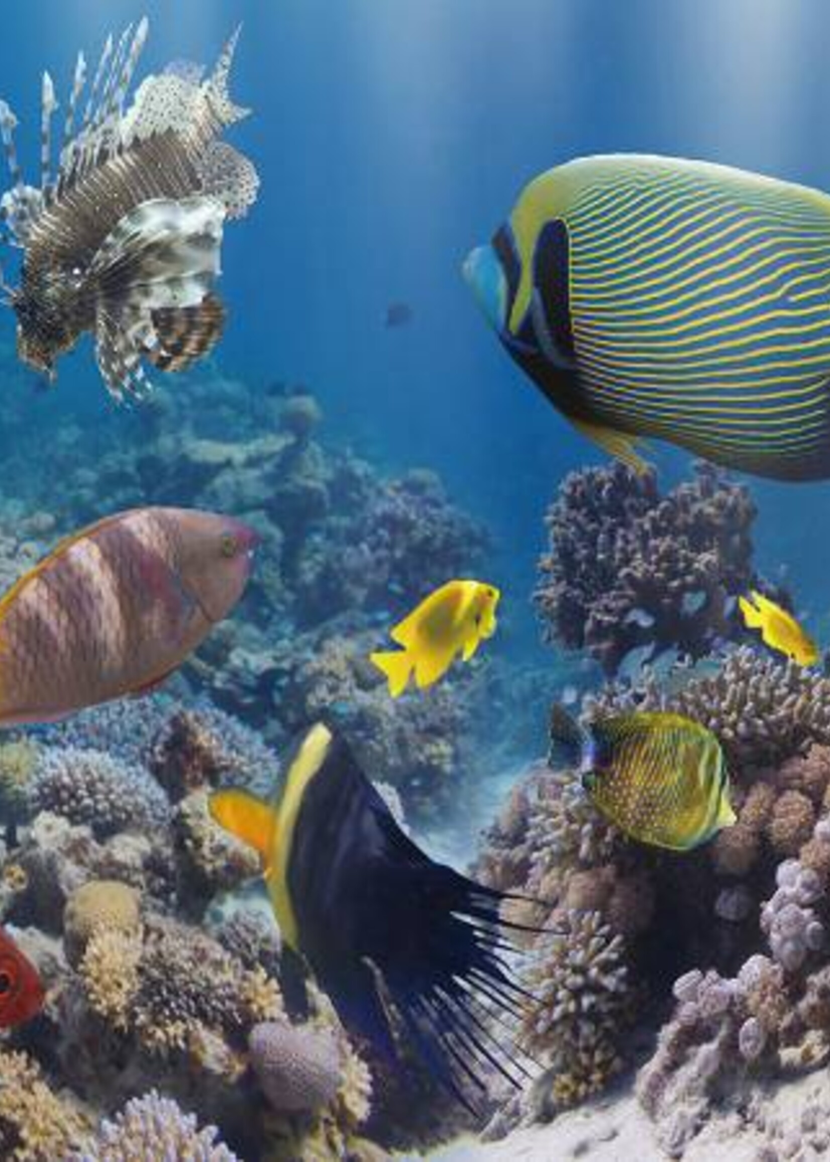 Foto op glas "Diep in de zee"