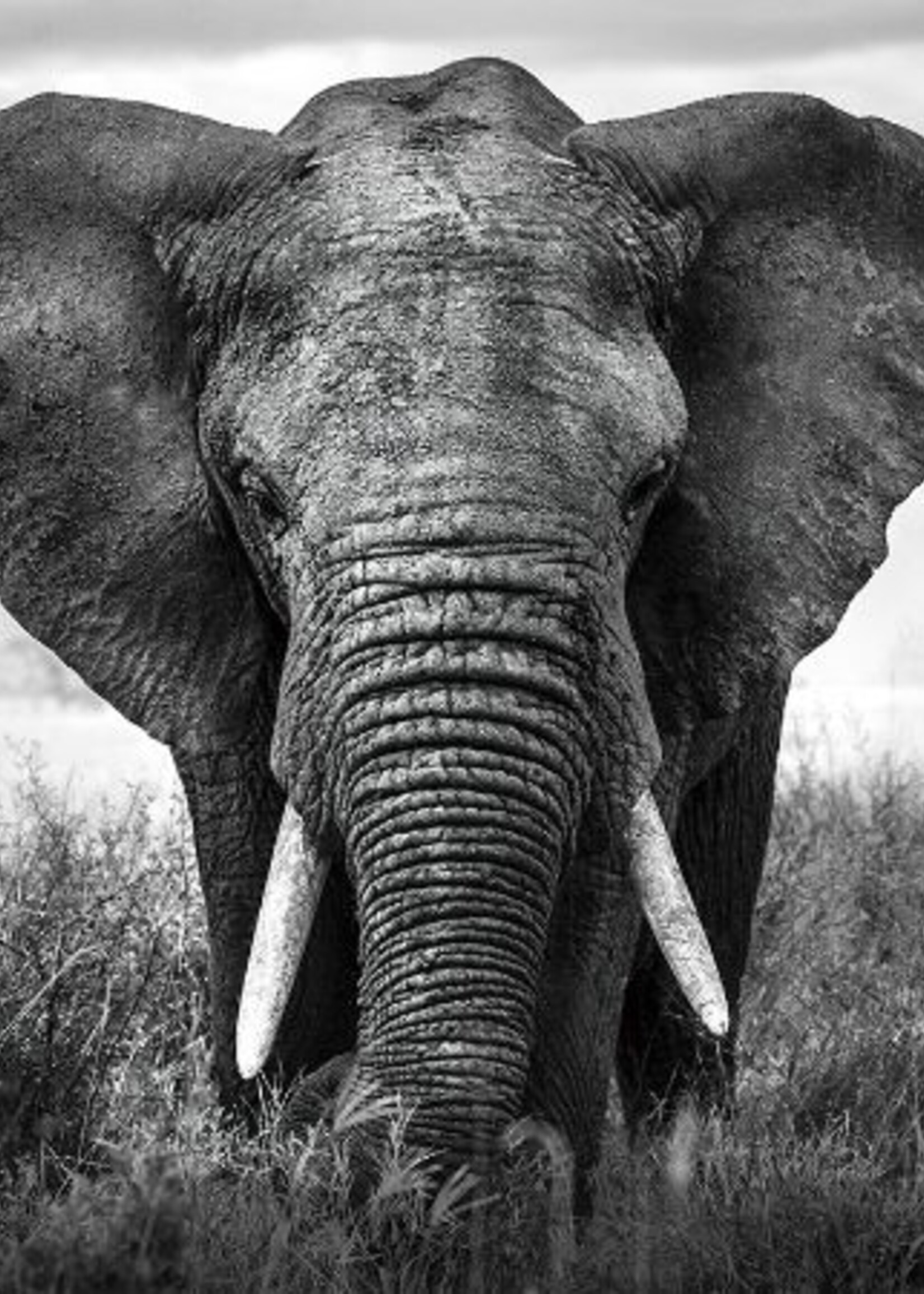 Foto op glas Olifant