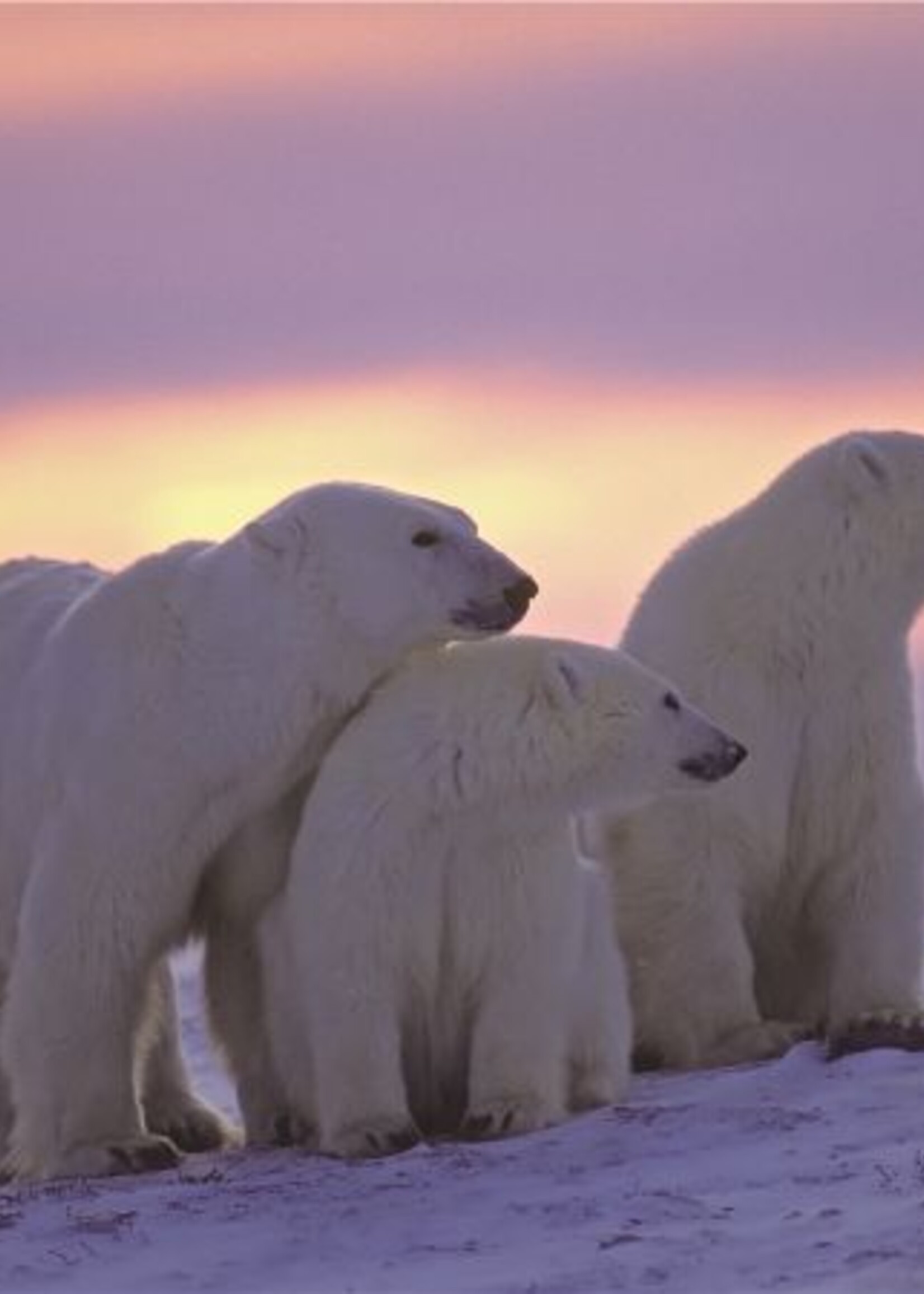 Foto op glas ‘IJsberen’