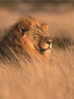 Glazen wanddecoratie Leeuw