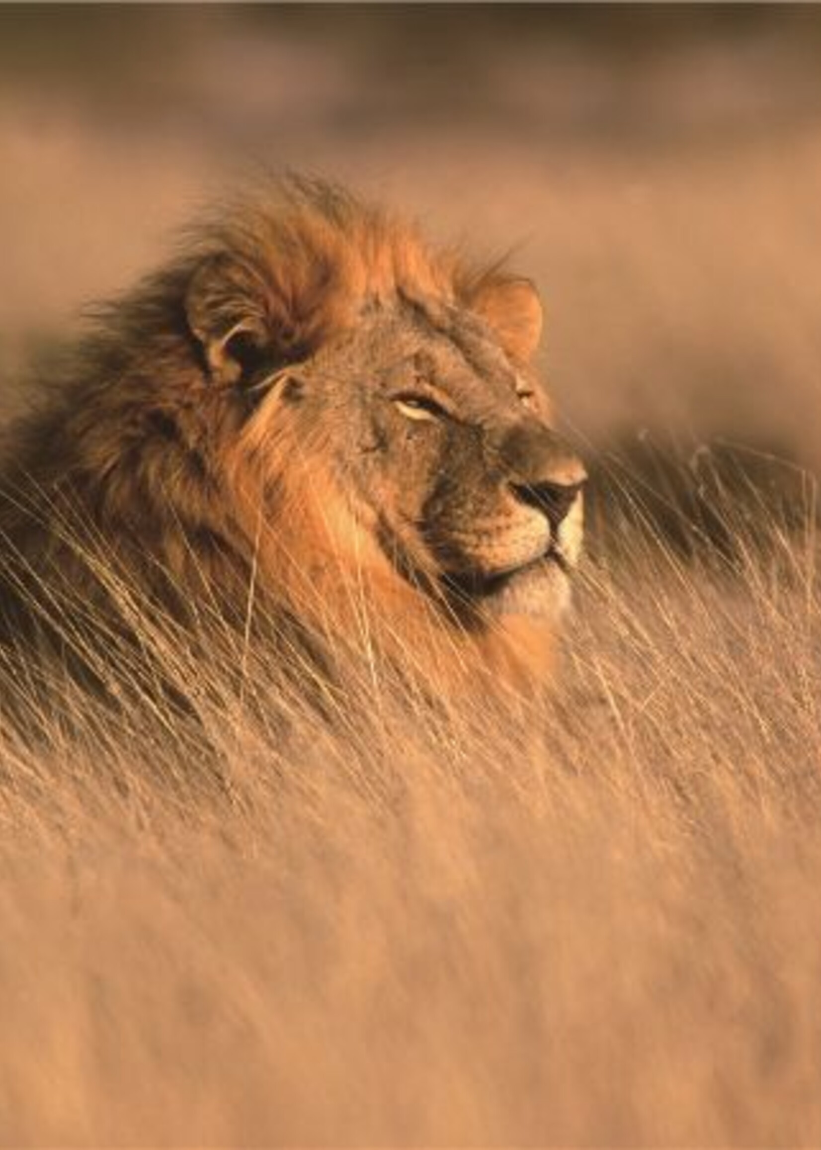 Foto op glas 'leeuw'