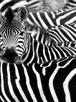 Foto op glas zebra's