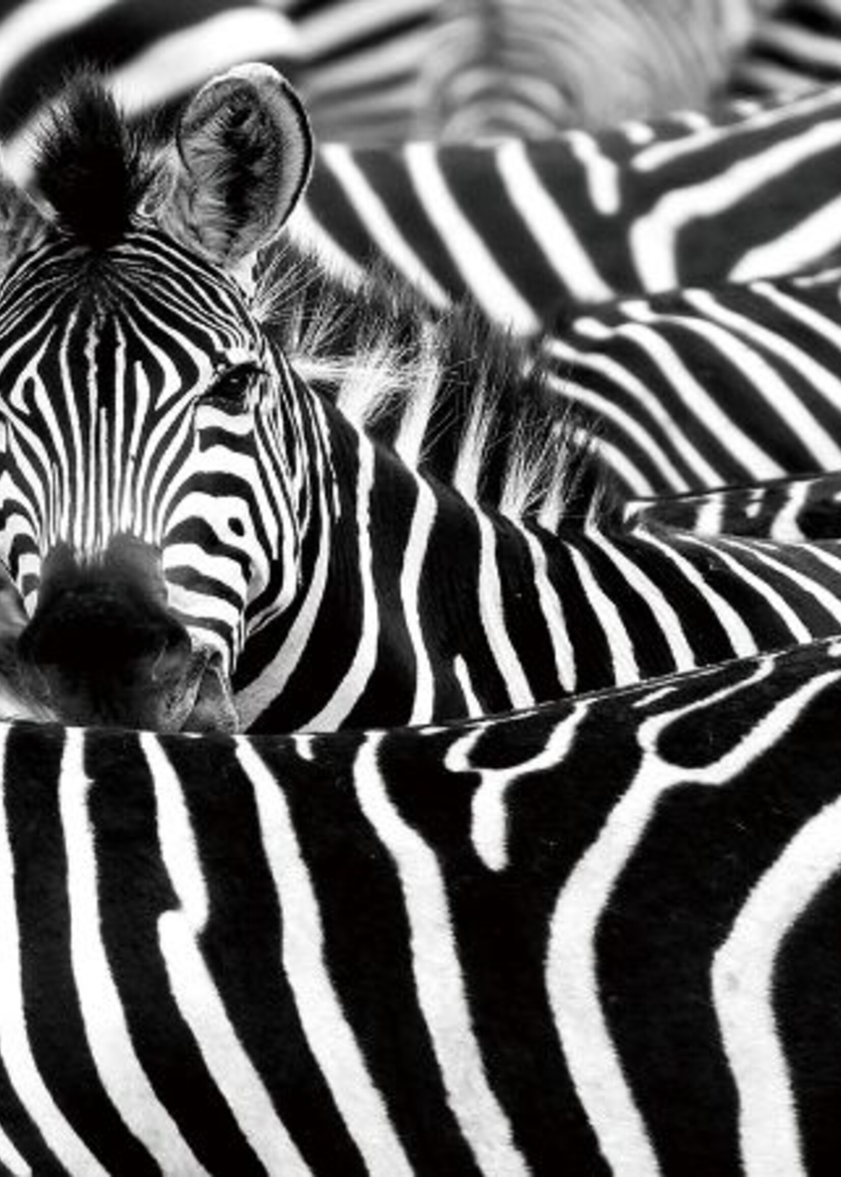 Foto op glas zebra's