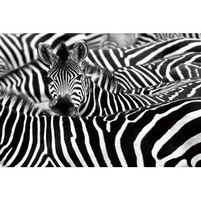 Foto op glas zebra's