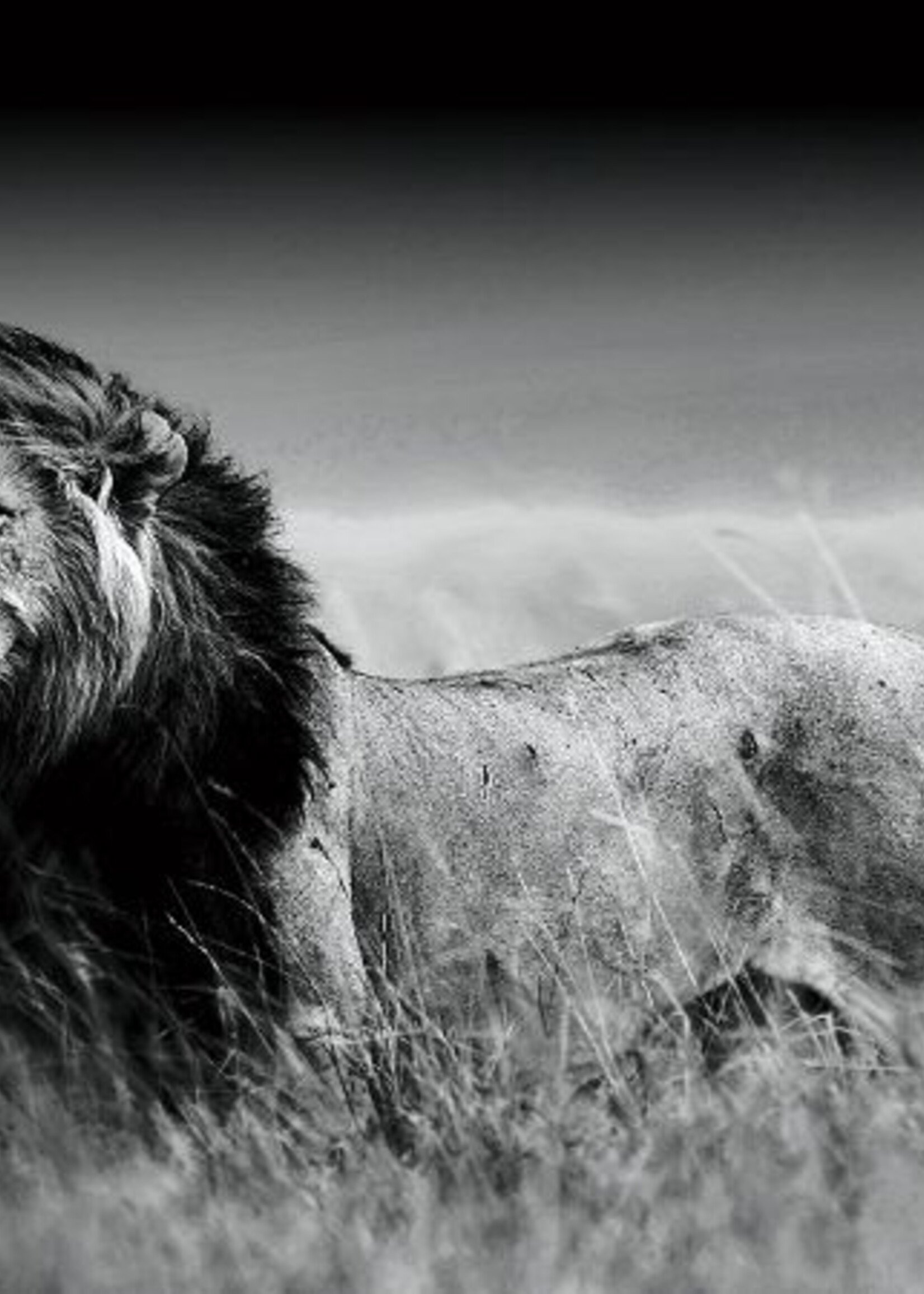 Zwart-wit foto op glas 'leeuw'