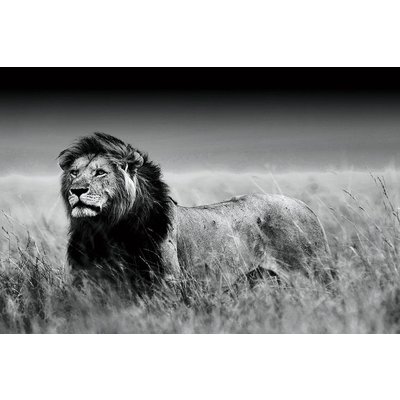 Zwart-wit foto op glas 'leeuw'