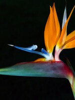 wanddecoratie "Bird of Paradise"