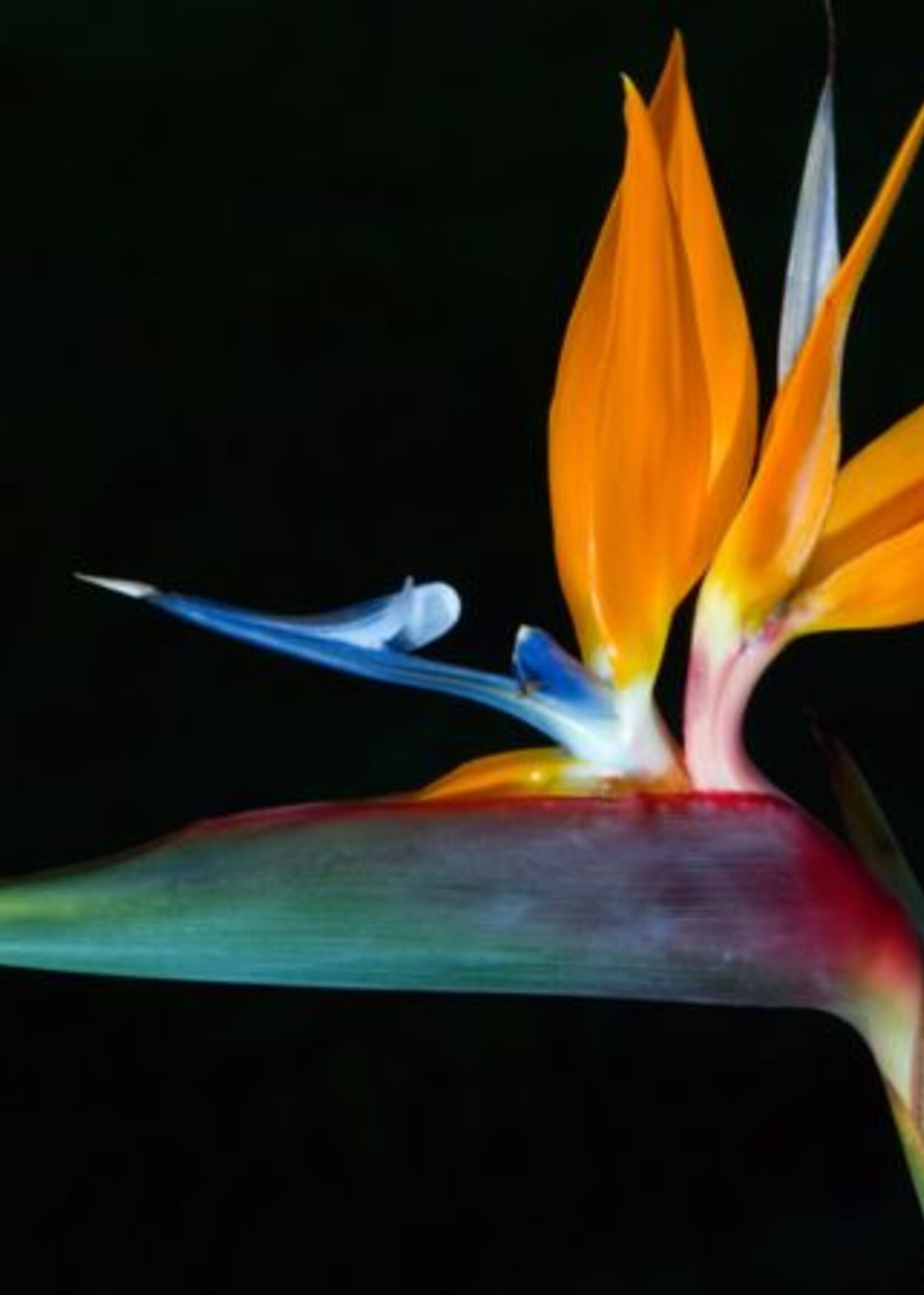 Aluminium wanddecoratie "Bird of Paradise"