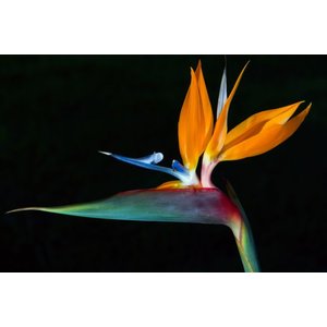 wanddecoratie "Bird of Paradise"