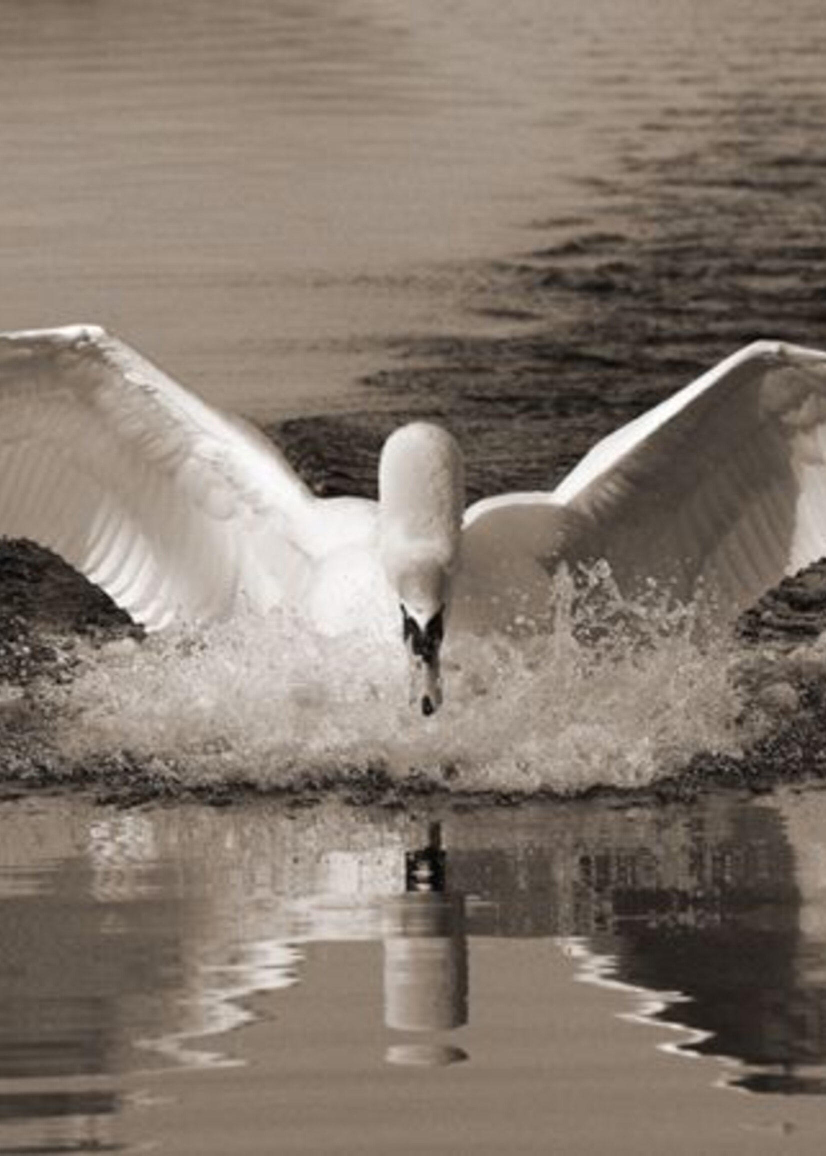 Aluminium wanddecoratie  "Zwaan"