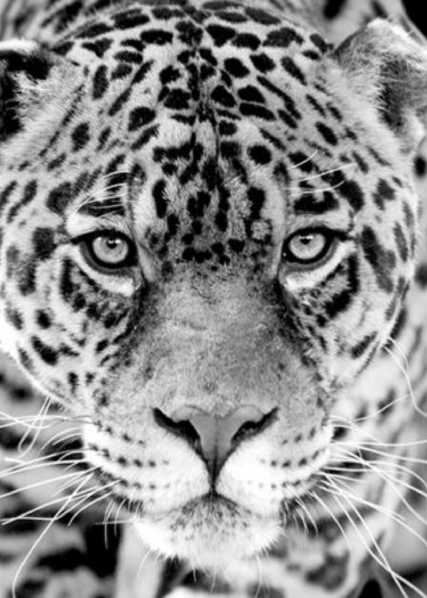 Zwart wit wanddecoratie Jaguar