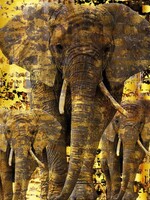 Wanddecoratie "Golden elephants"