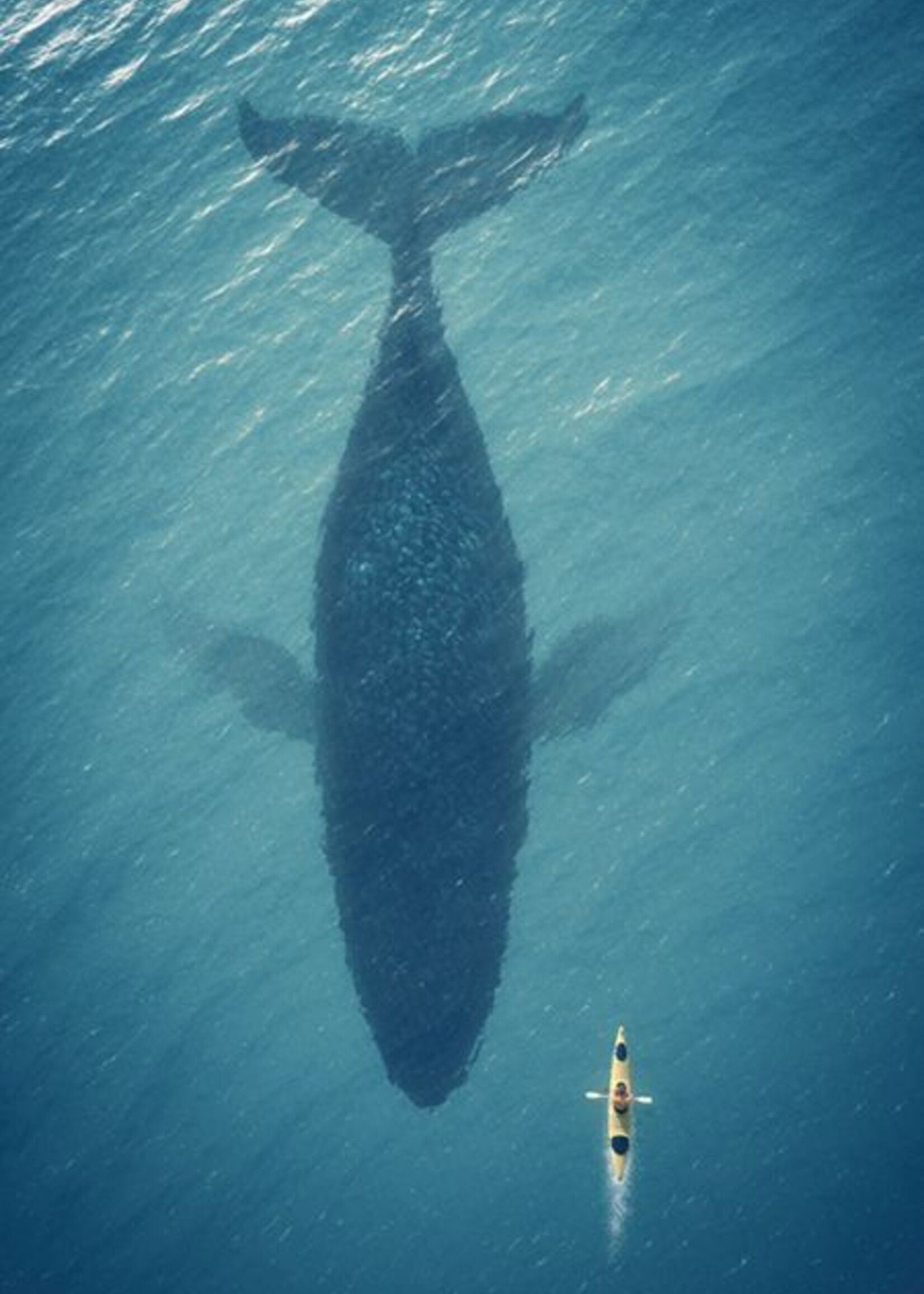 Wanddecoratie Walvis