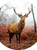 Glas schilderij Hert