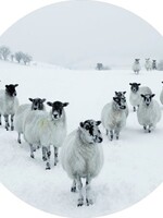 Glas schilderij kudde schapen