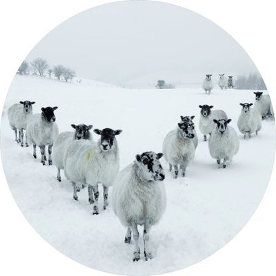 foto op glas kudde schapen