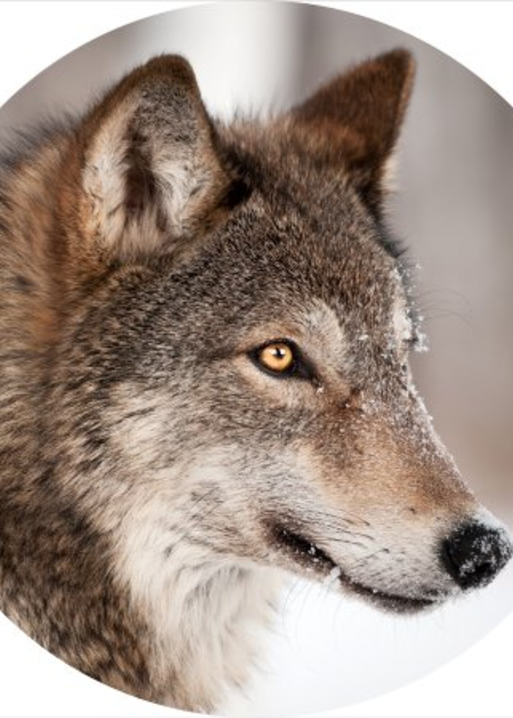 Glas schilderij Wolf