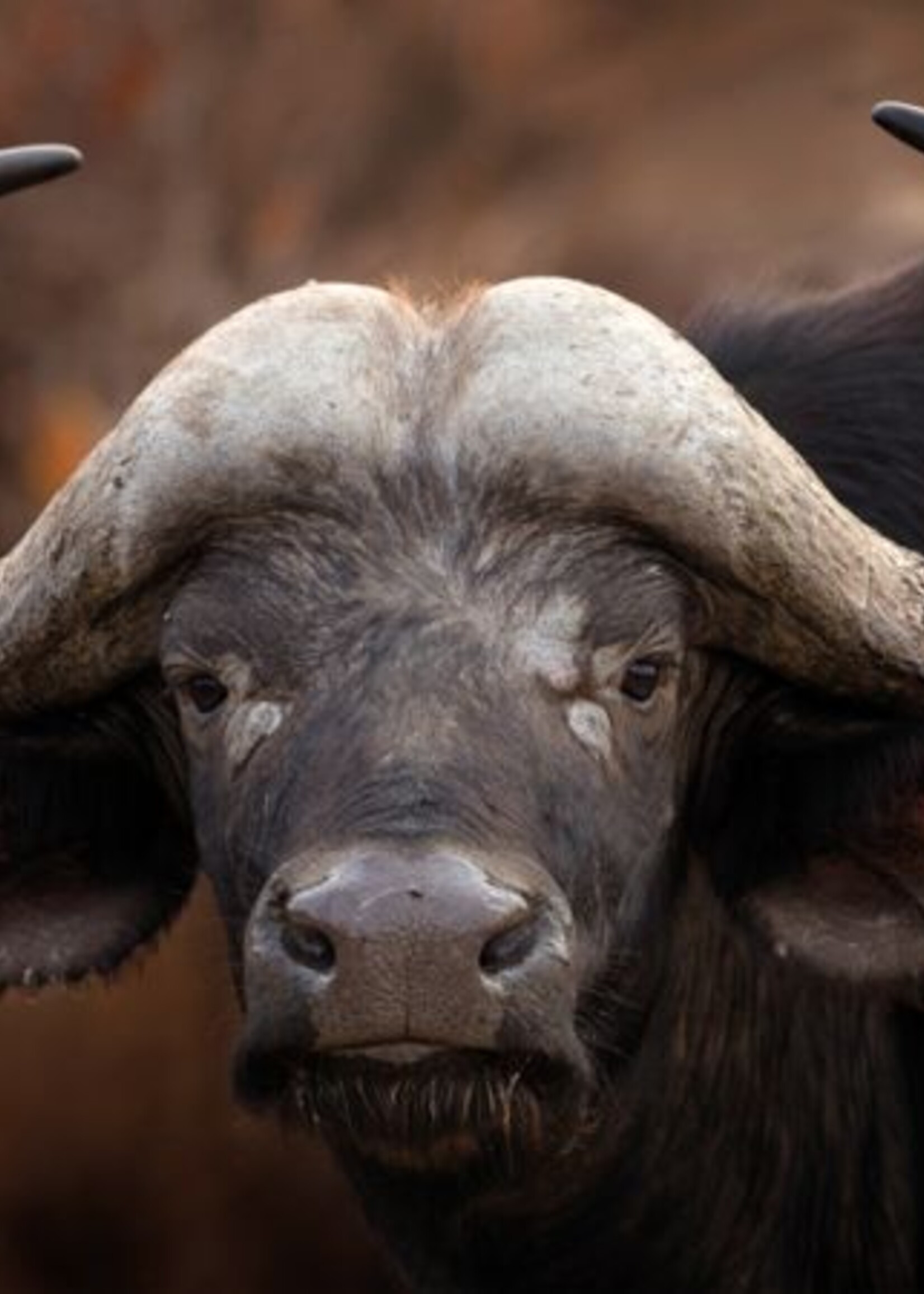 Glazen wanddecoratie "A Buffalo Portrait"