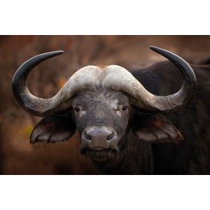 Glazen wanddecoratie "A Buffalo Portrait"