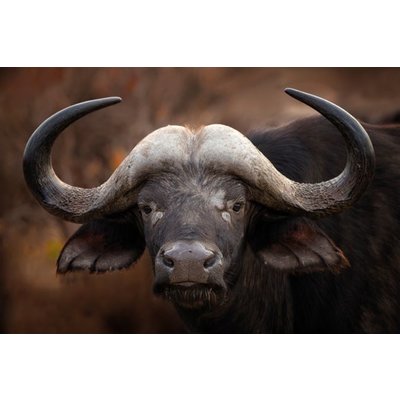 Glazen wanddecoratie "A Buffalo Portrait"