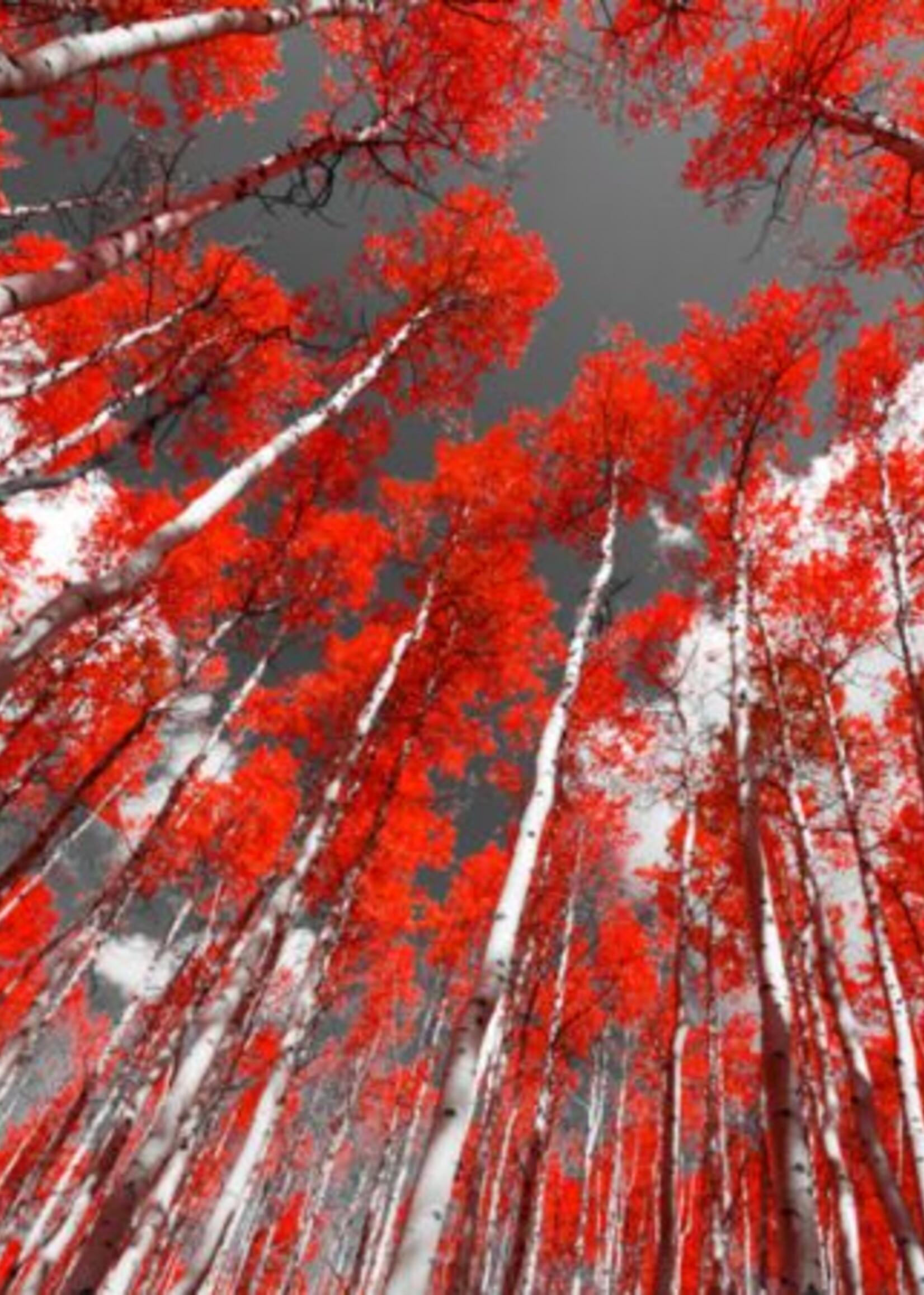 Vloerkleed Karpet Geminorum