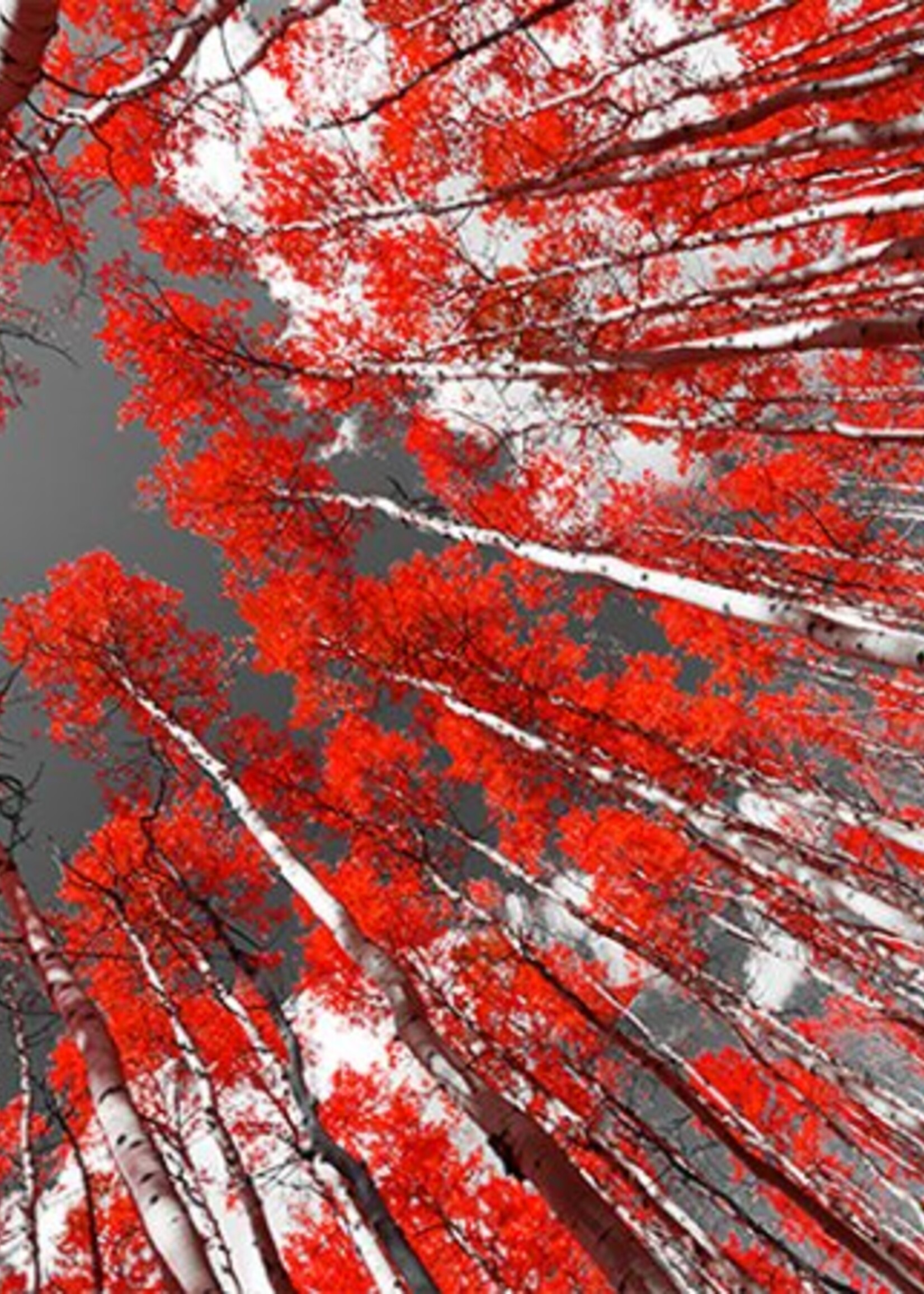 Vloerkleed Karpet Geminorum