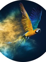 Glasschilderij "Papegaai" rond