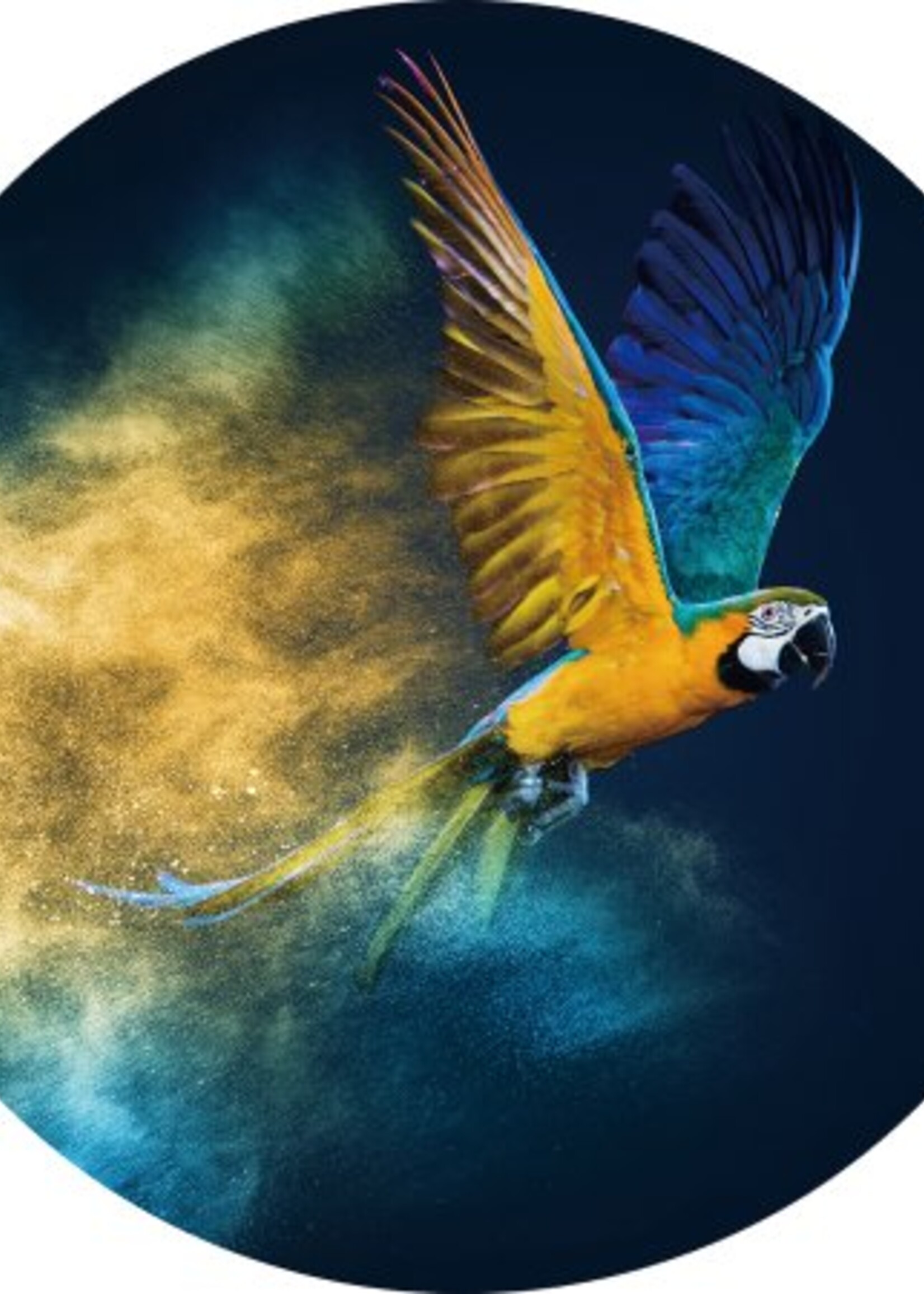 Glazen wanddecoratie "Papegaai" rond