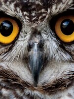 Foto op glas "Uil"