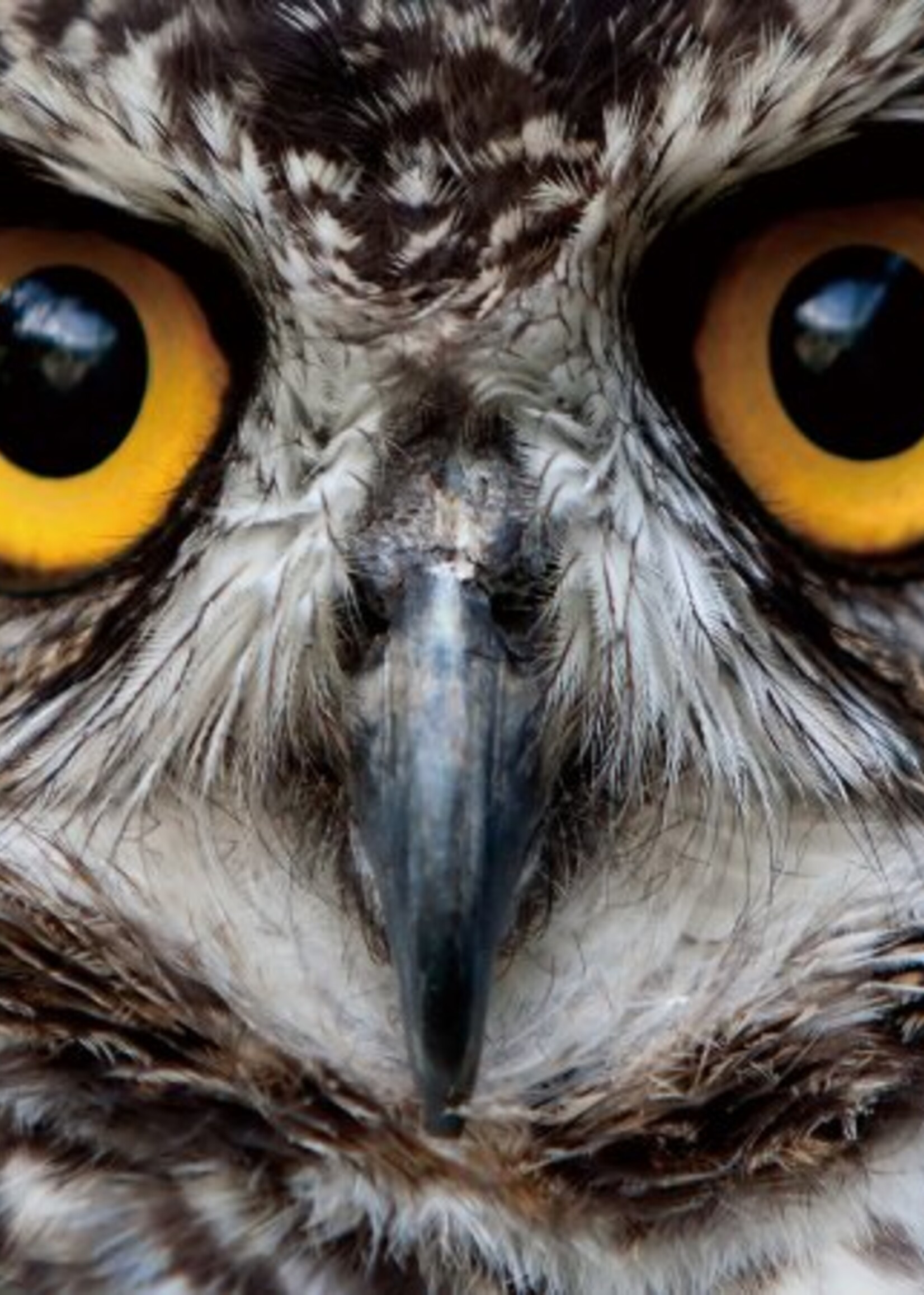 Glazen wanddecoratie uil