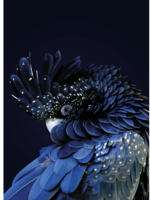 Red-Tailed Black Cockatoo