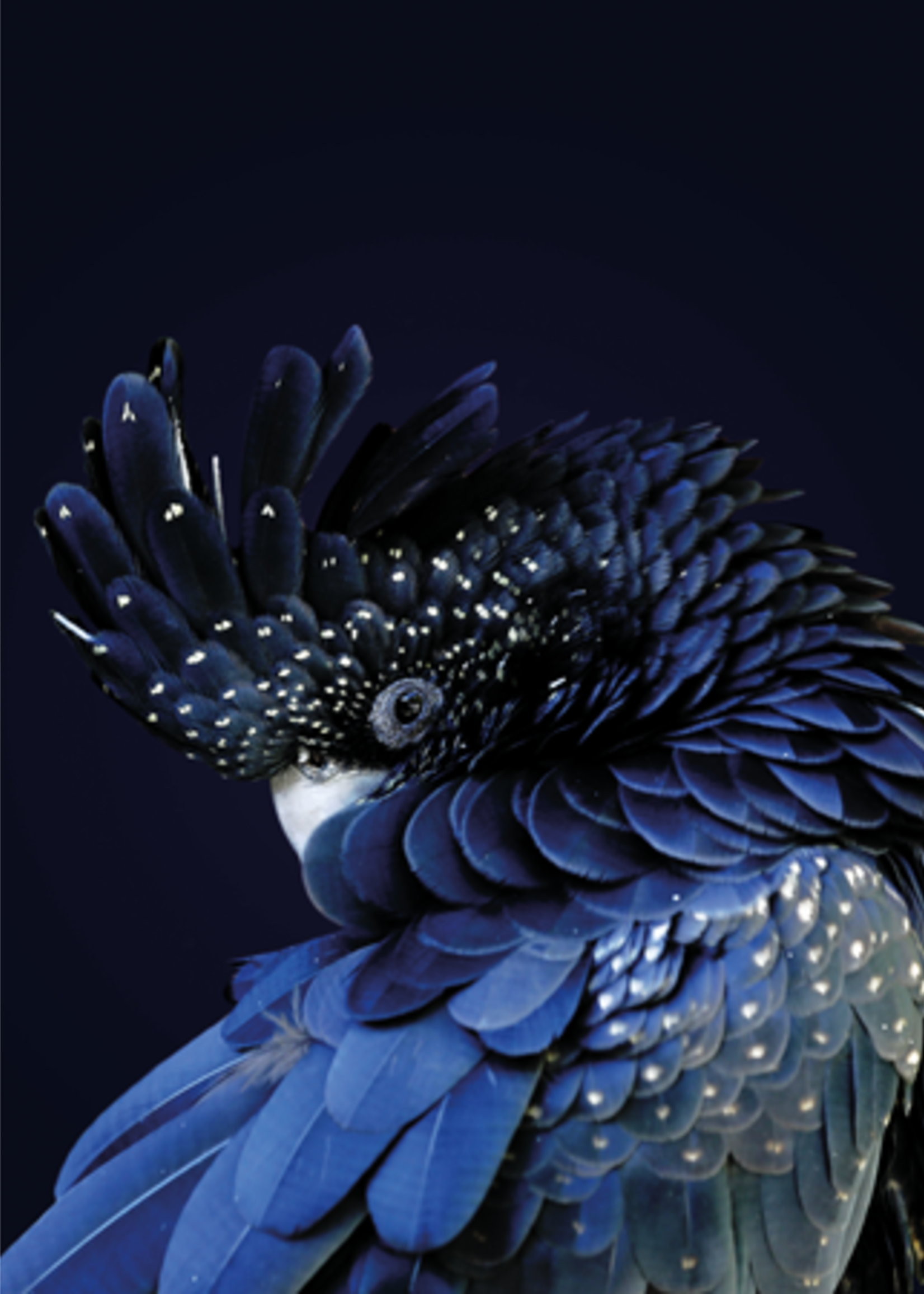 Wandkleed Red-Tailed Black Cockatoo