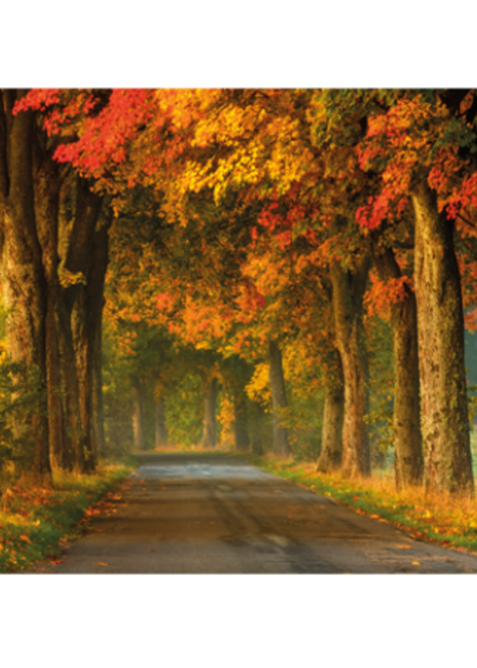 Wandkleed bochtige landweg in de herfst