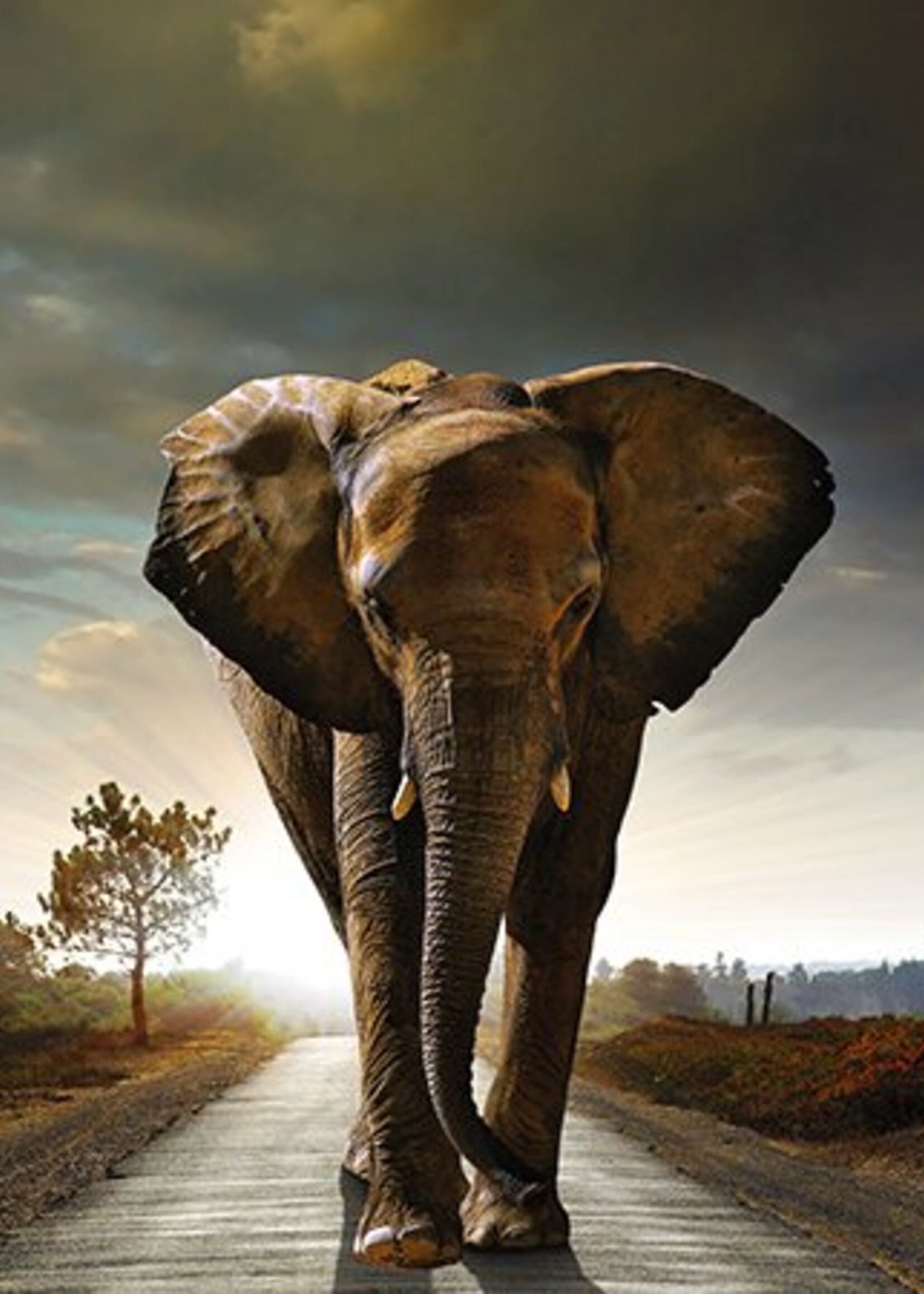 Wanddecoratie "olifant"