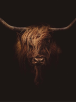 Highland Cow