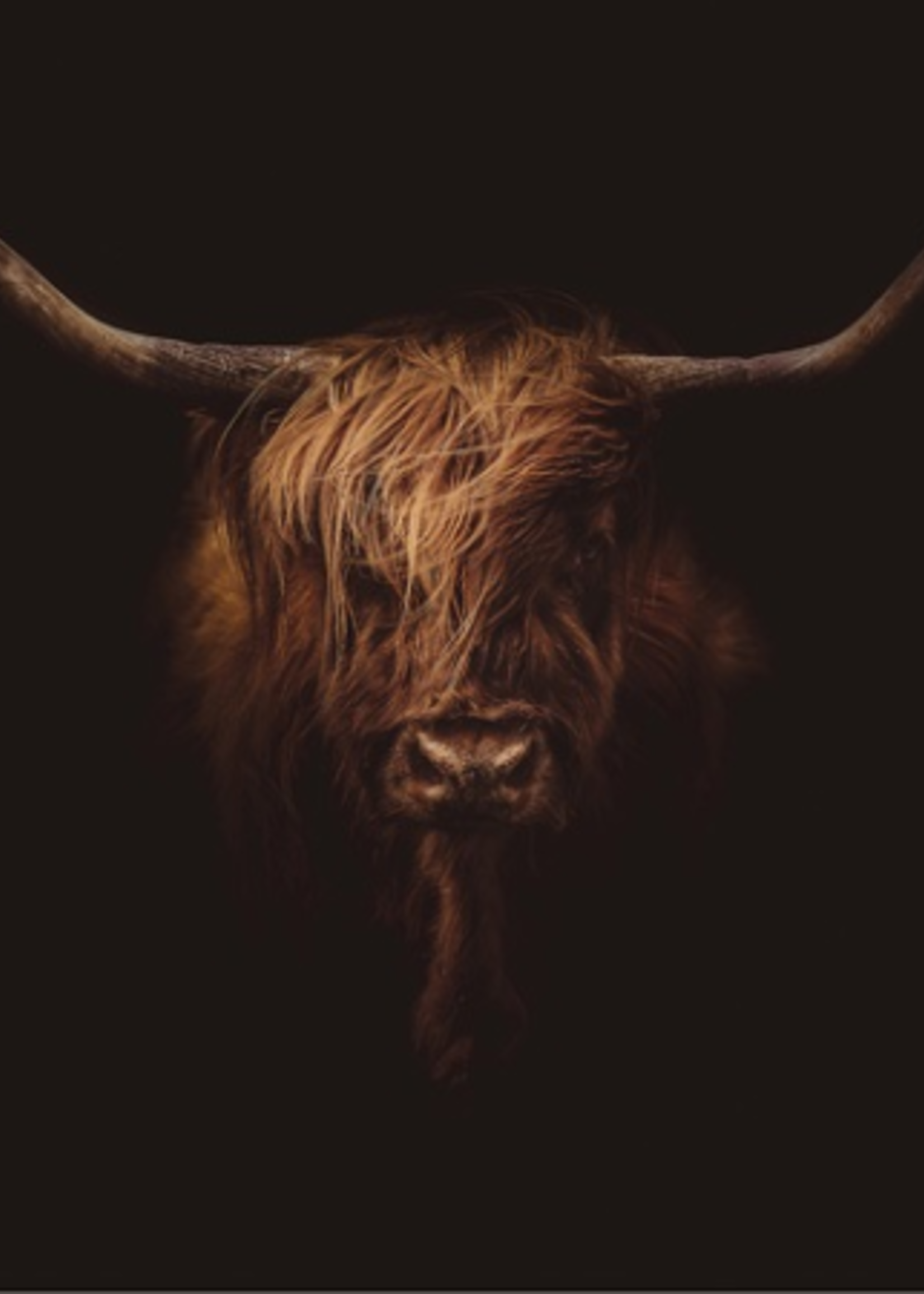Wanddecoratie aluart "Highland Cow"