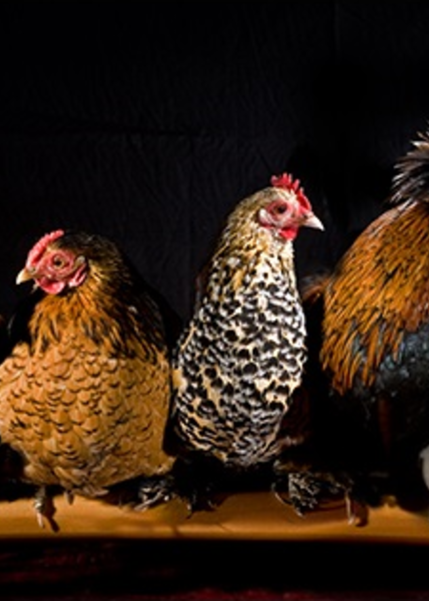 Wanddecoratie "Kippen"