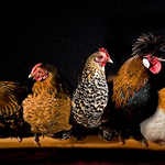 Aluart wanddecoratie