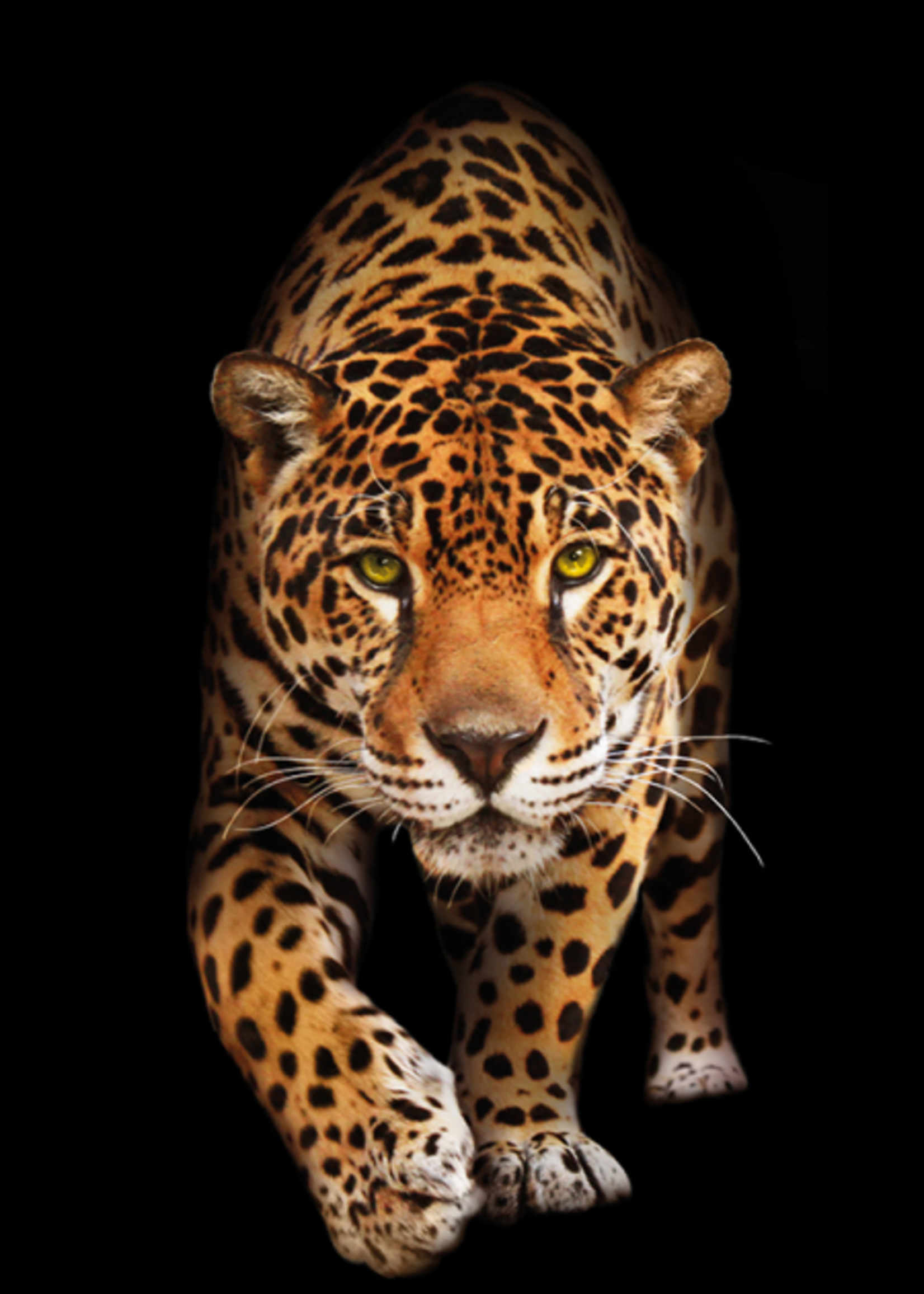 Wanddecoratie Panter