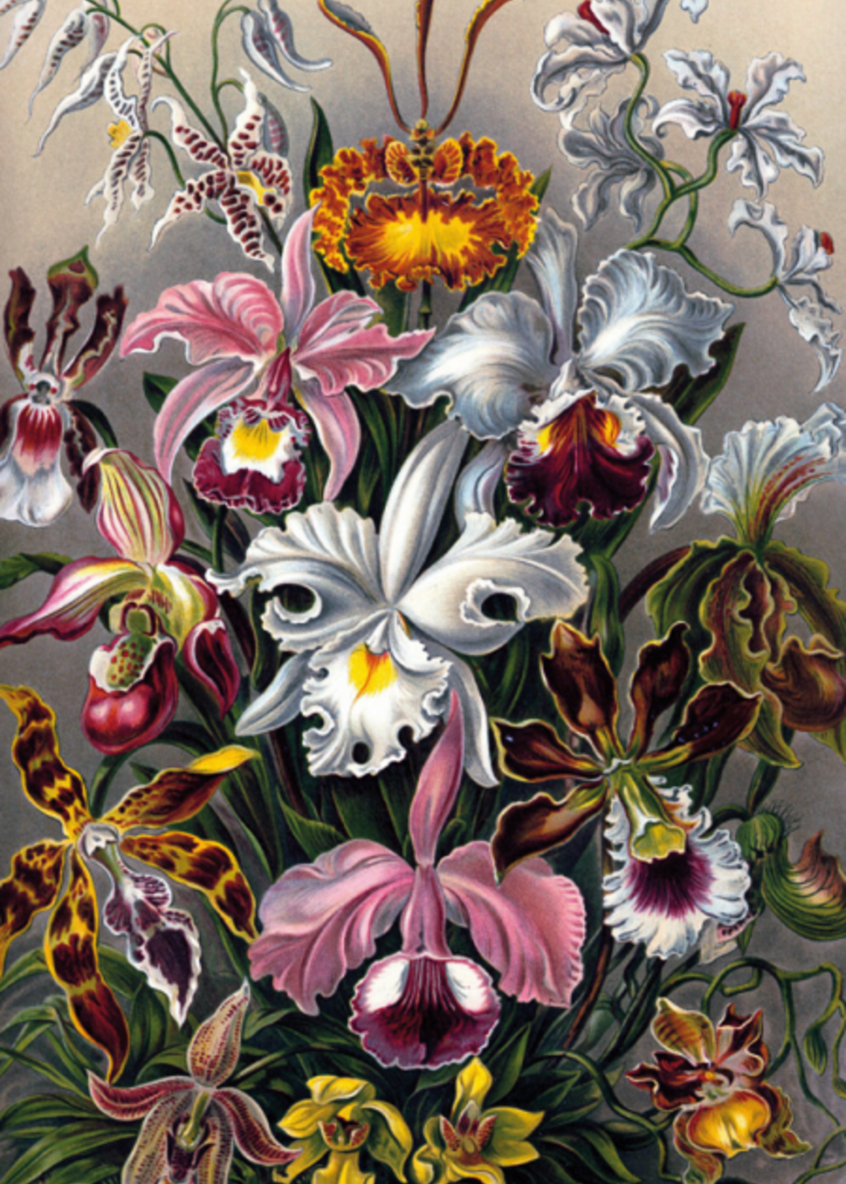 Wandkleed Orchideeën