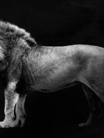 Leeuw zwart/wit