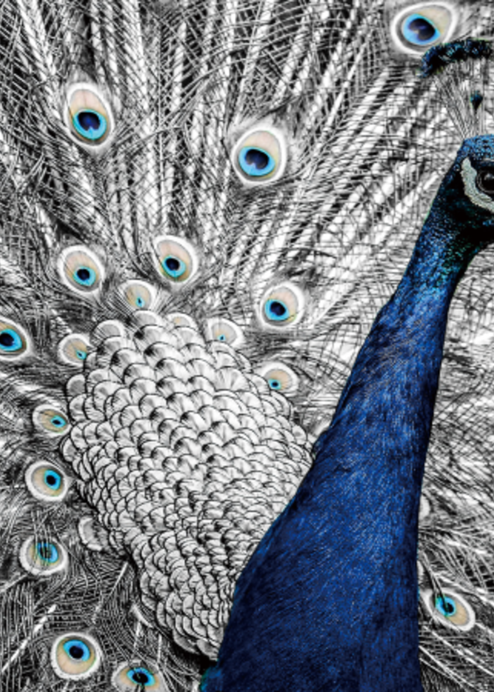 Glazen wanddecoratie Pauw