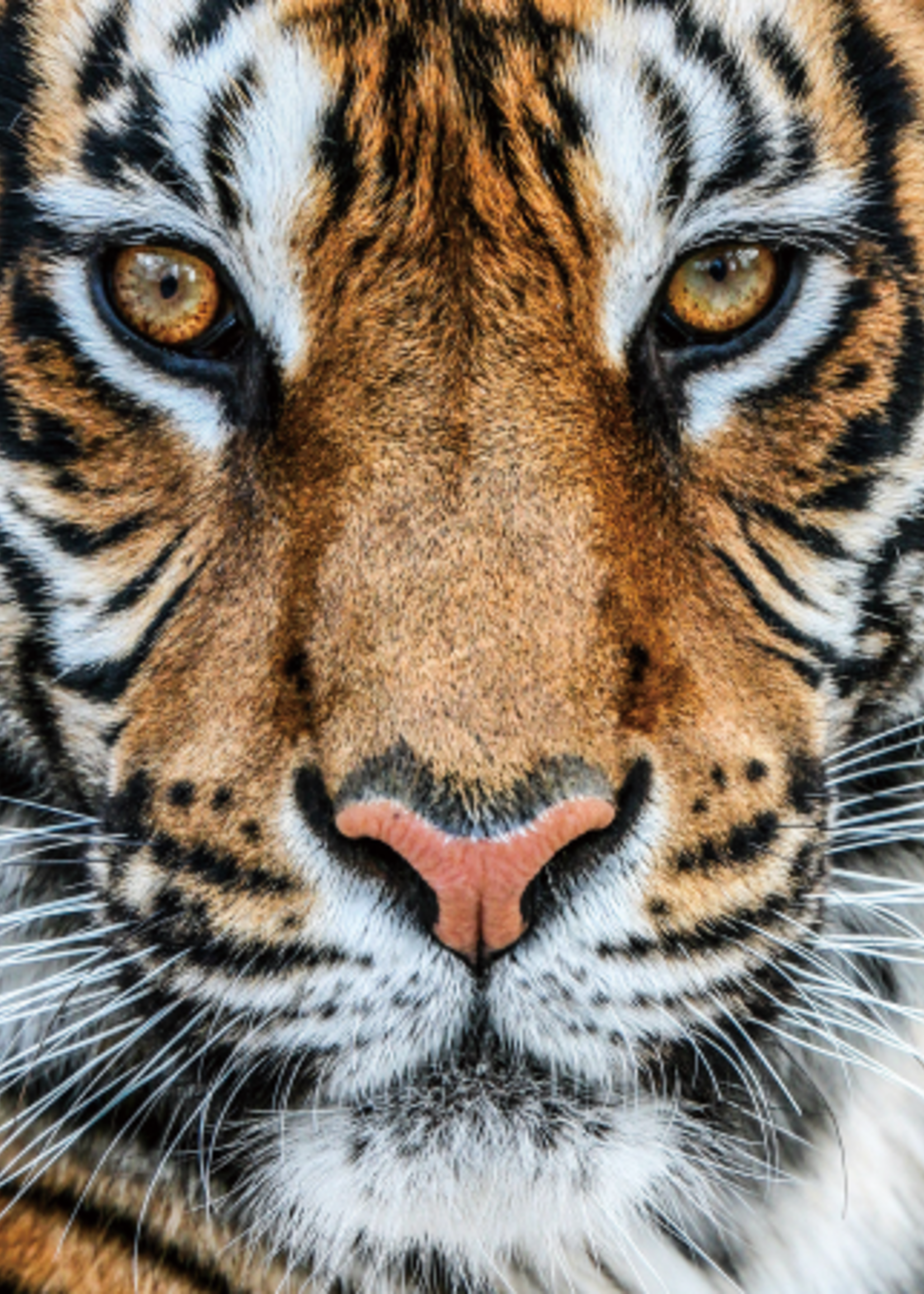 Glazen wanddecoratie Tijger