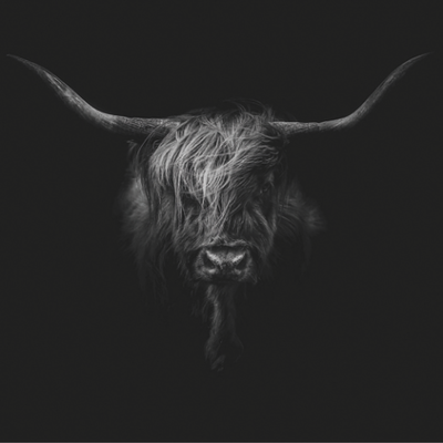 Wanddecoratie aluart "Highland Cow" zwart-wit