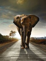 "Olifant"  op de weg